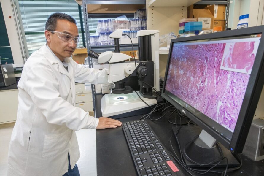 Hang Chang, a computational staff scientist in the Biosciences Area, examines microscopy images of tissue. Chang developed a machine learning model to identify radiation exposure based on results from a complete blood count (CBC). (Credit: Robinson Kuntz, Berkeley Lab)
